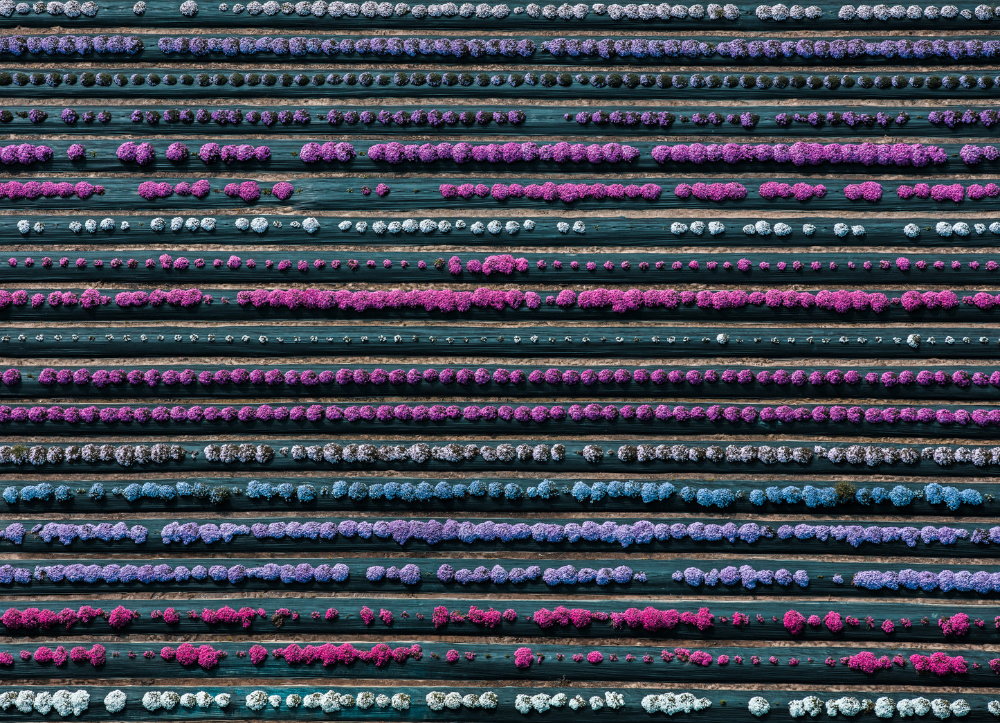 Abacus